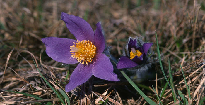 Pulsatilla vulgaris