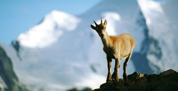 Steinbock