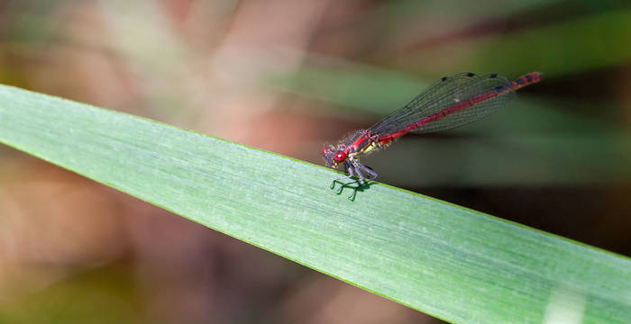 Libellula