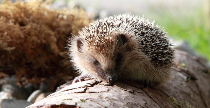 Stiftung Wildstation Landshut