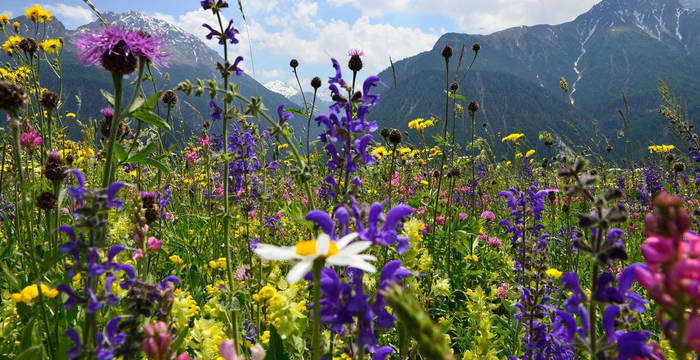 Wiesenmeisterschaft