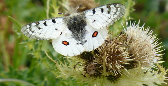 Alpenappollo