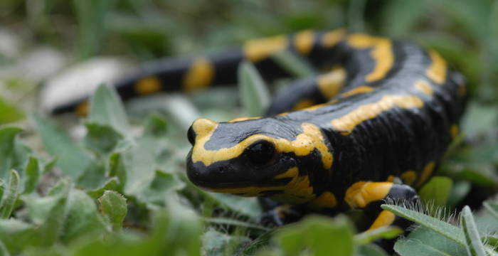 Feuersalamander (C) Pro Natura GR