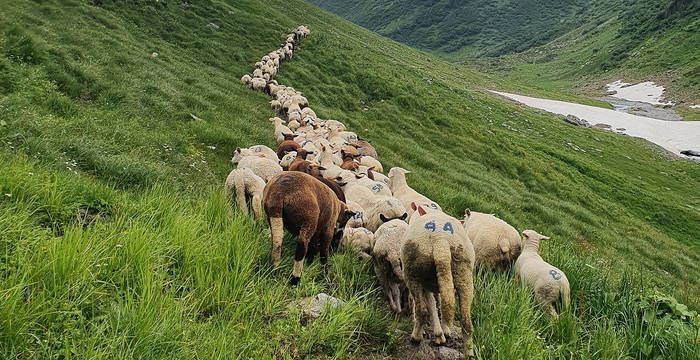 Geschafft – die Herde macht sich langsam auf den Weg zum Nachtpferch.