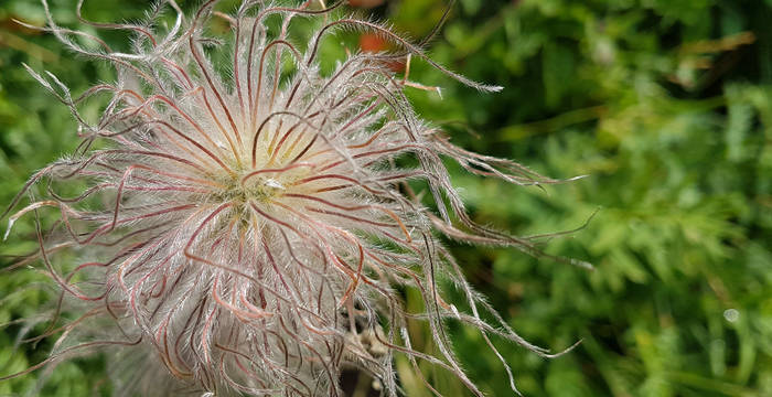 Anemone(c)Pro_Natura_Graubuenden