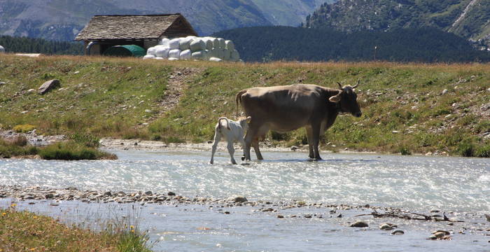 Mutterkuh mit Kalb (c) Regula Leimbacher