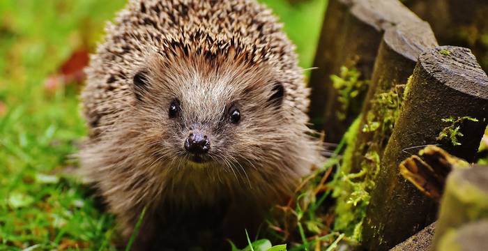 Igel