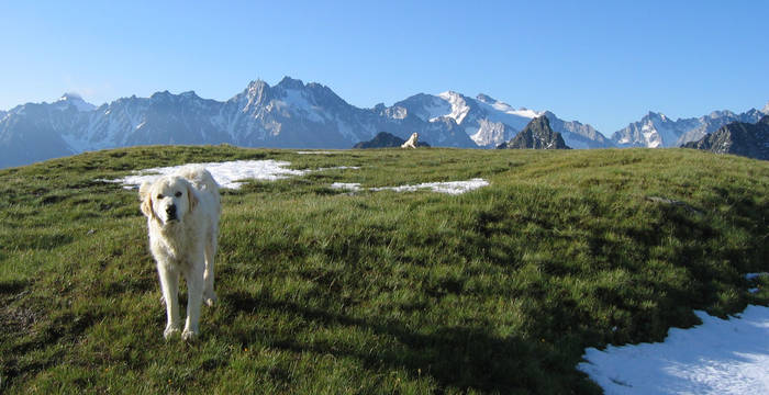 Herdenschutzhunde (c) Abel Gläser
