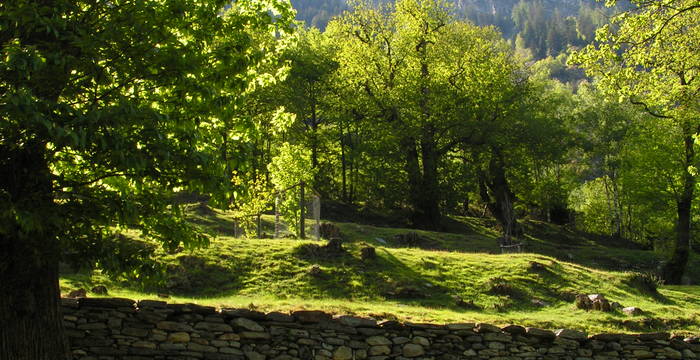 Kastanienselve