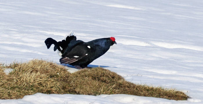 Birkhahn im Prachtkleid während der Balz (c) Tom Bischof