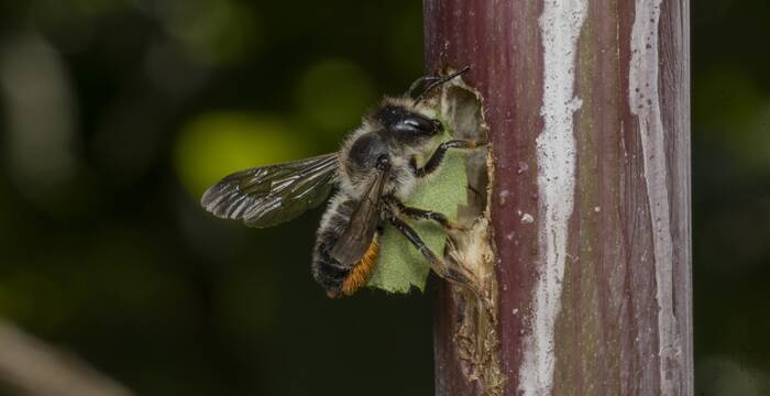 Stängel-Blattschneiderbiene