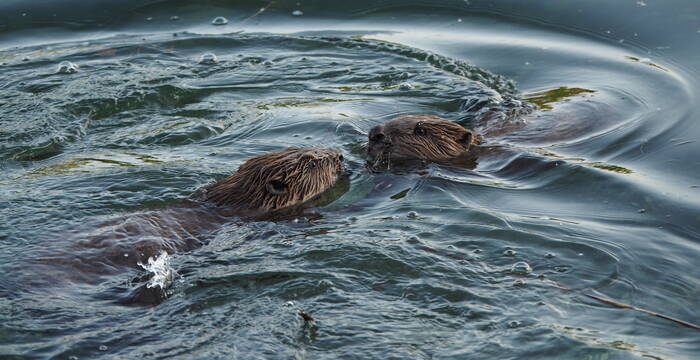 Zwei Bieber im Wasser