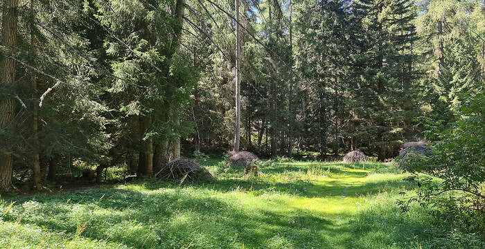Waldlichtung mit Asthaufen