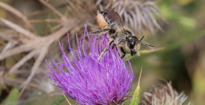 Stängel-Blattschneiderbiene