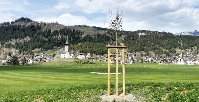 Baumpflanzung