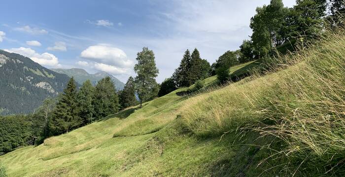 Altgrasstreifen