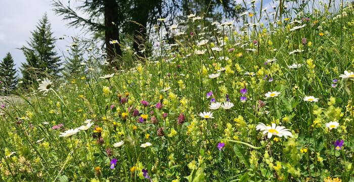 Blumenwiese