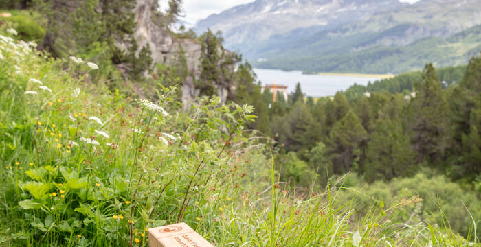 Balken Stiller Pakt mit Panorama