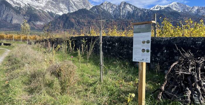 Rebberge Bündner Herrschaft mit Strukturen