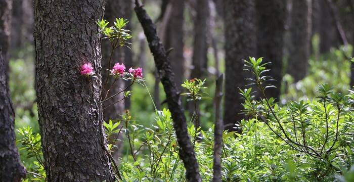 Alpenrose im Bergföhrenwald