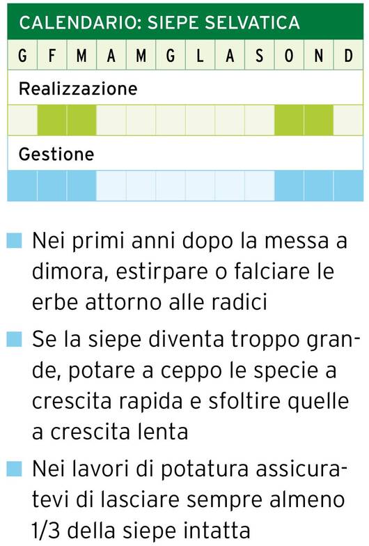 Calendario: sepie selvatica e arbusti