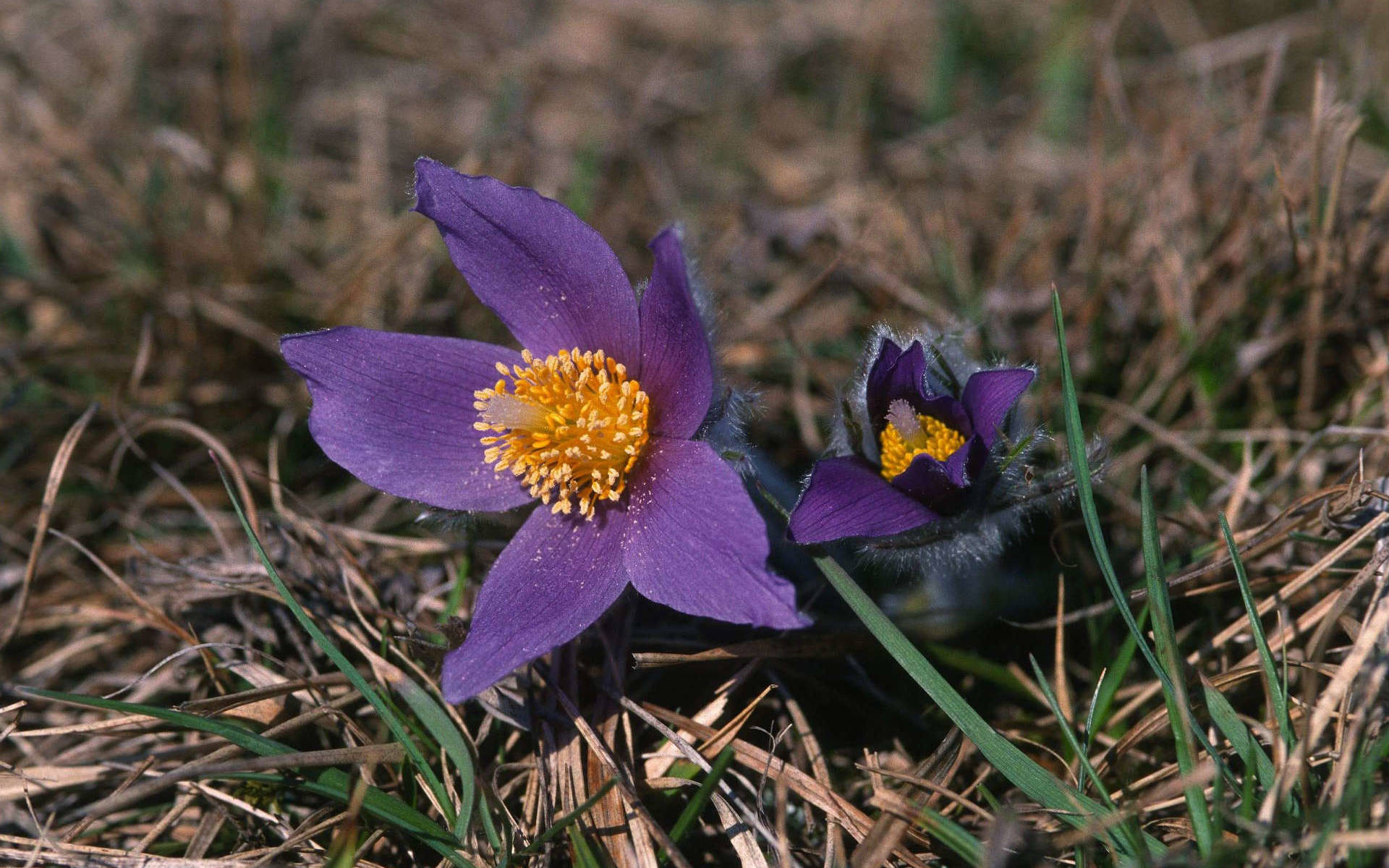 Pulsatilla vulgaris