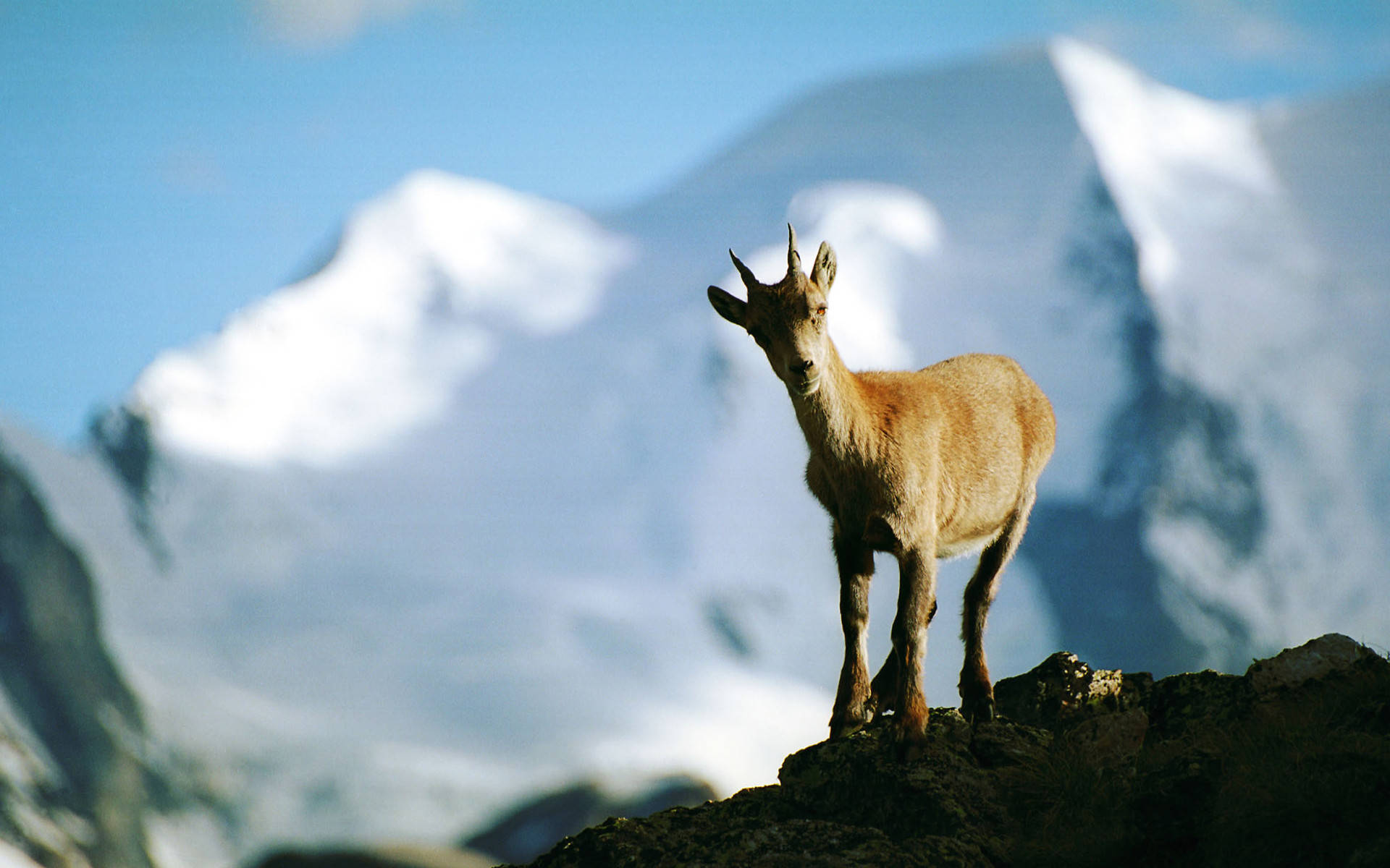 Steinbock