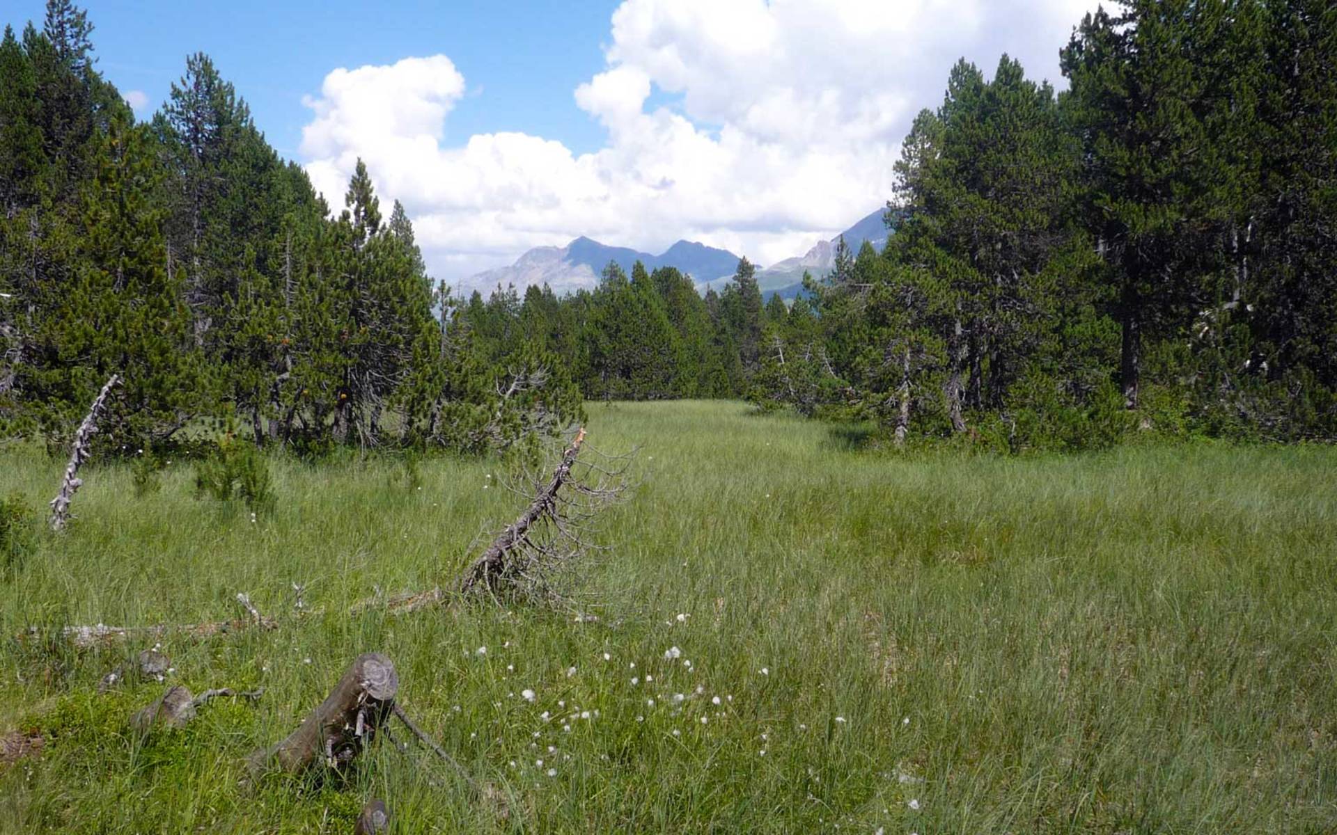 Schutzgebiet Maloja © Luca Vetterli