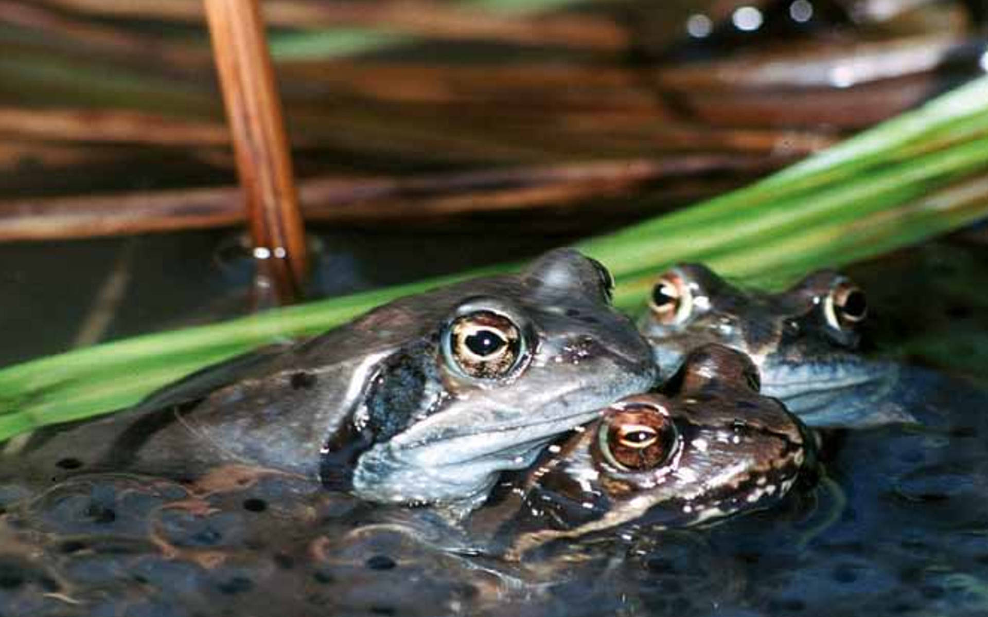 Grasfrosch