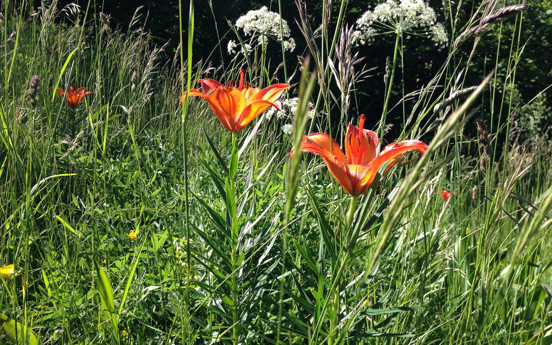 Feuerlilien
