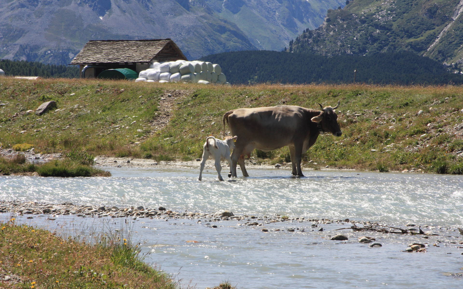 Mutterkuh mit Kalb (c) Regula Leimbacher