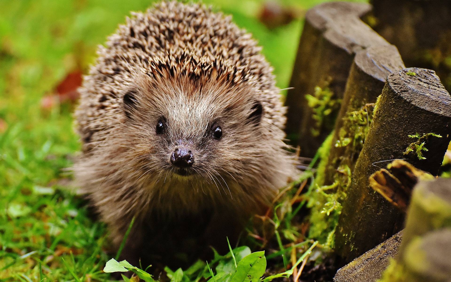 Igel