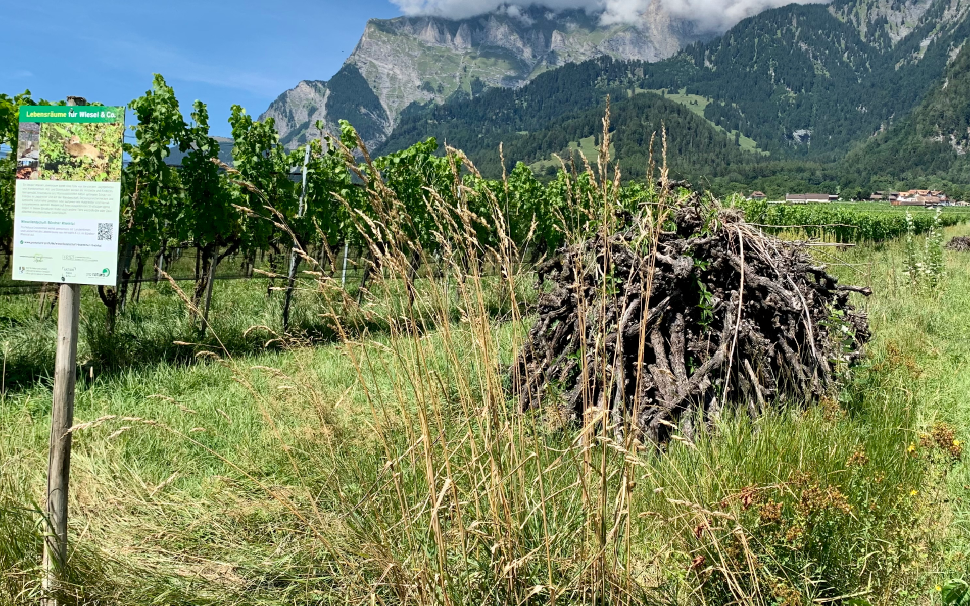 Strukturreiche Rebberge