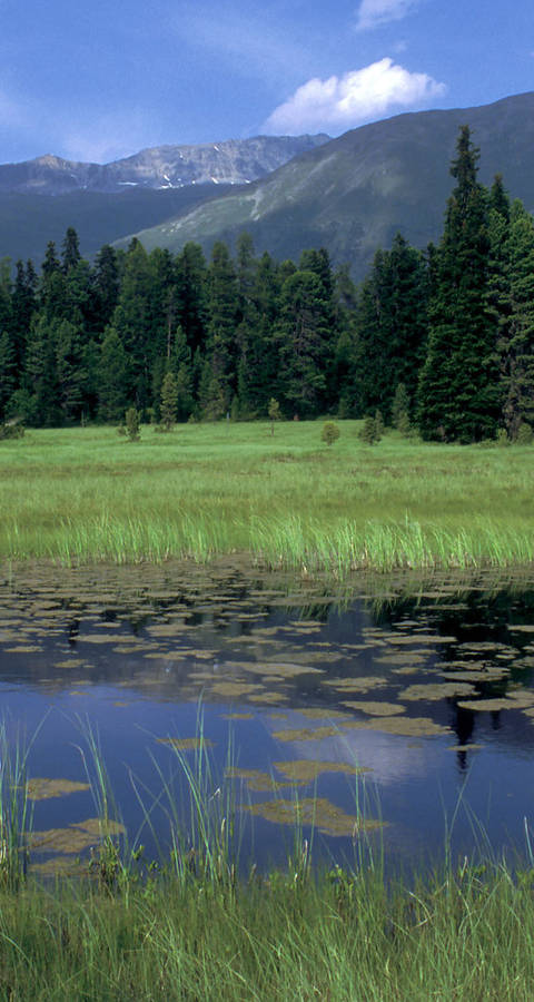 Hochmoor