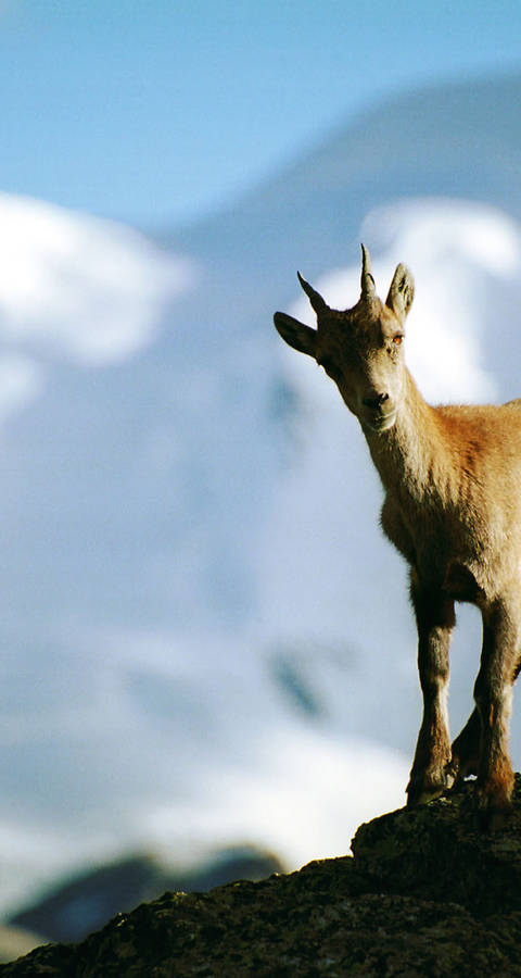 Steinbock