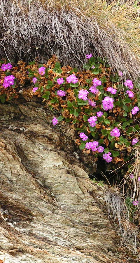 Maloja