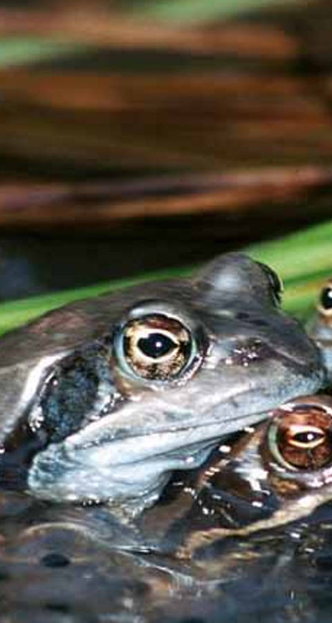 Grasfrosch