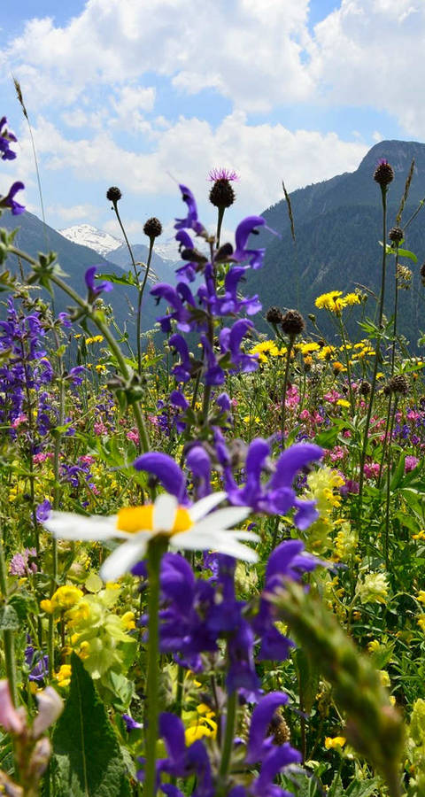 Wiesenmeisterschaft
