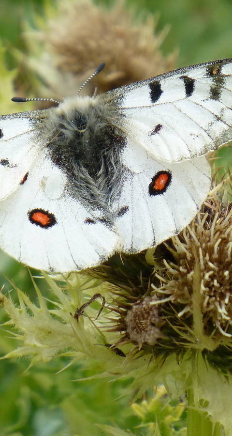 Alpenapollo