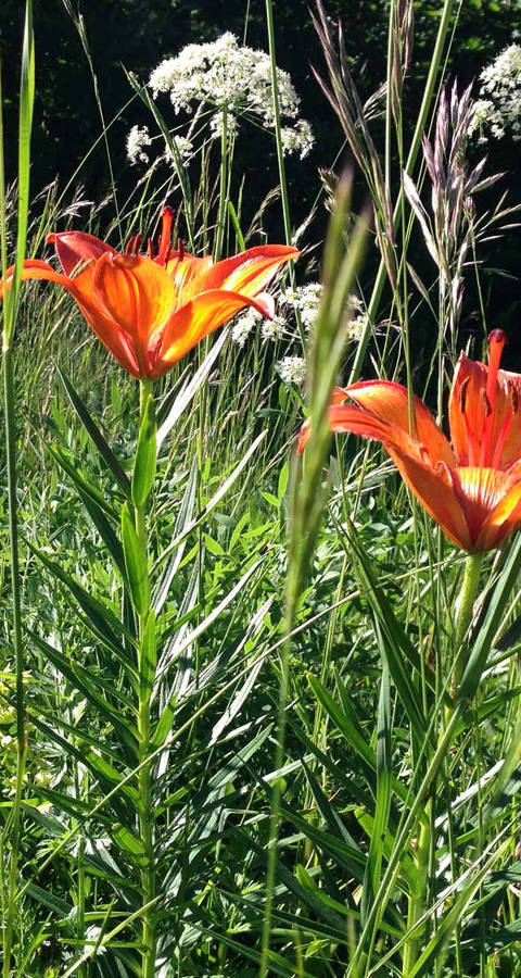 Feuerlilien