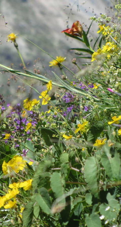 Feuerlilie