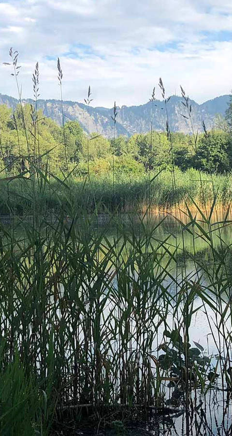 Siechastuda