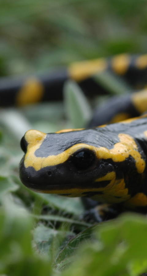 Feuersalamander (C) Pro Natura GR