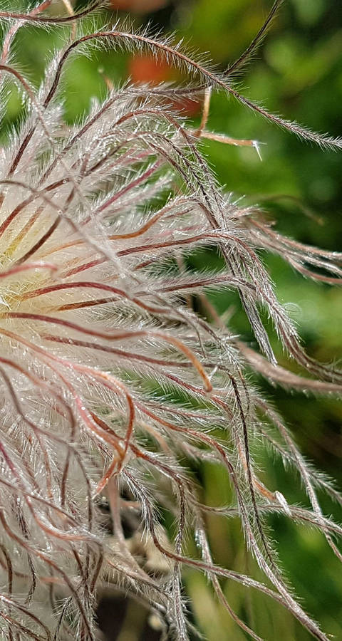 Anemone(c)Pro_Natura_Graubuenden