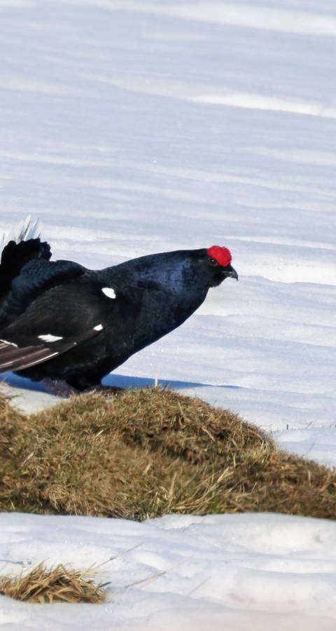 Birkhahn im Prachtkleid während der Balz (c) Tom Bischof
