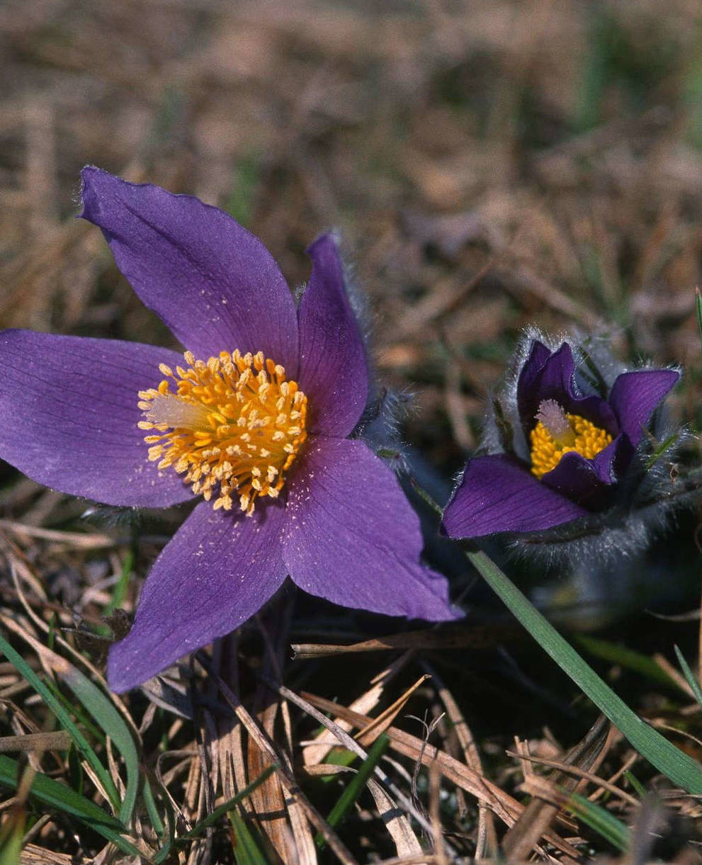 Pulsatilla vulgaris