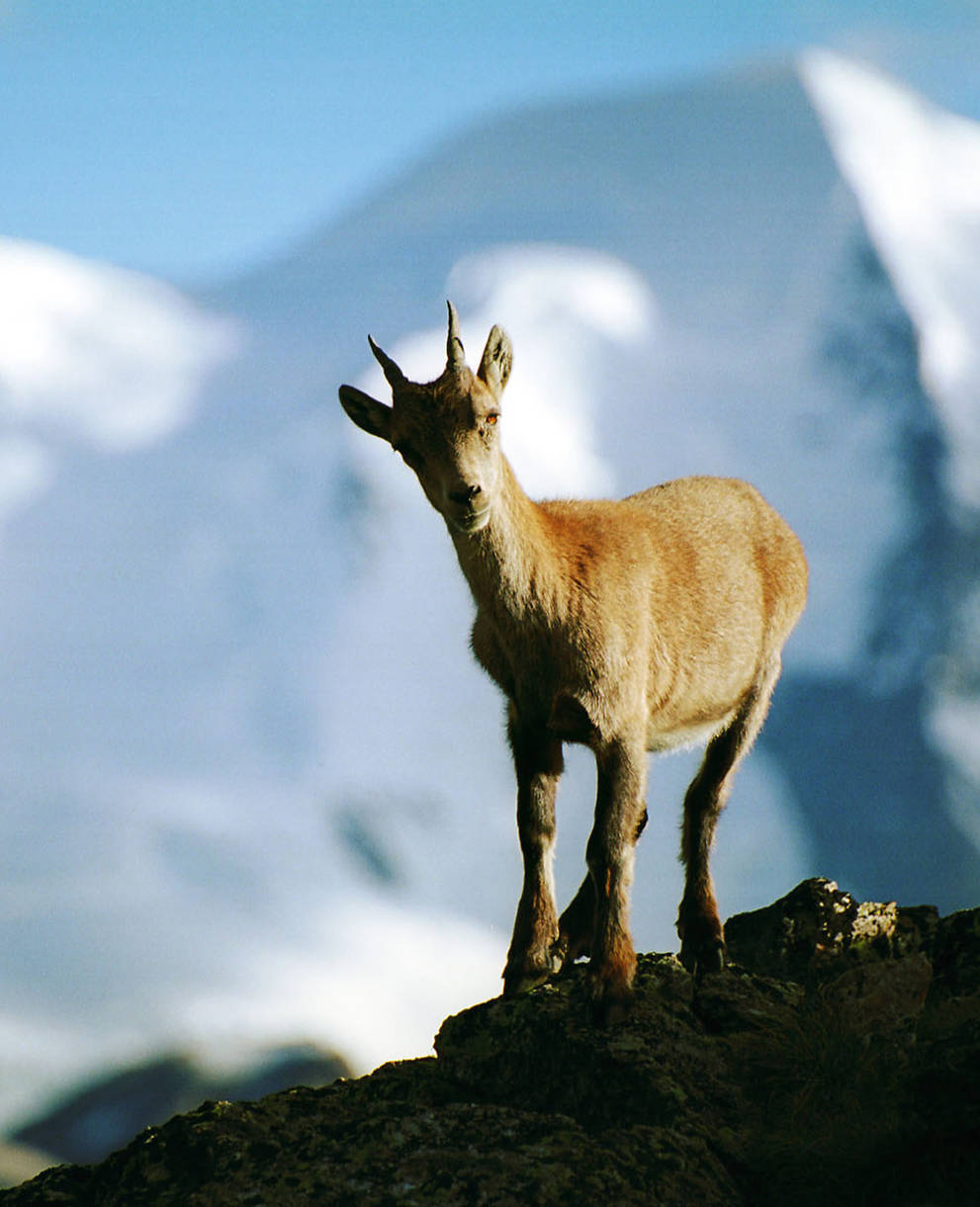 Steinbock