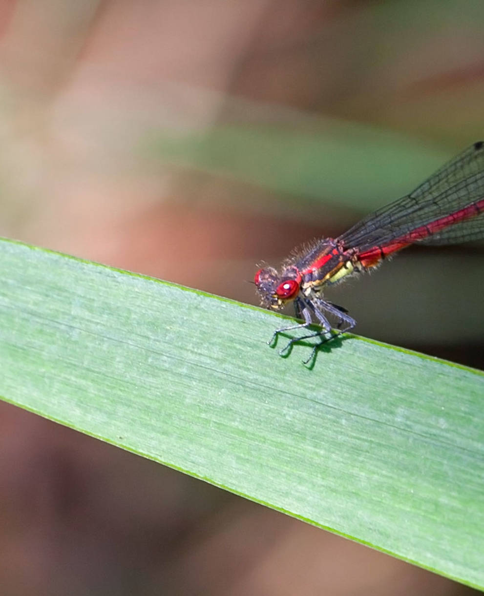 Libellula