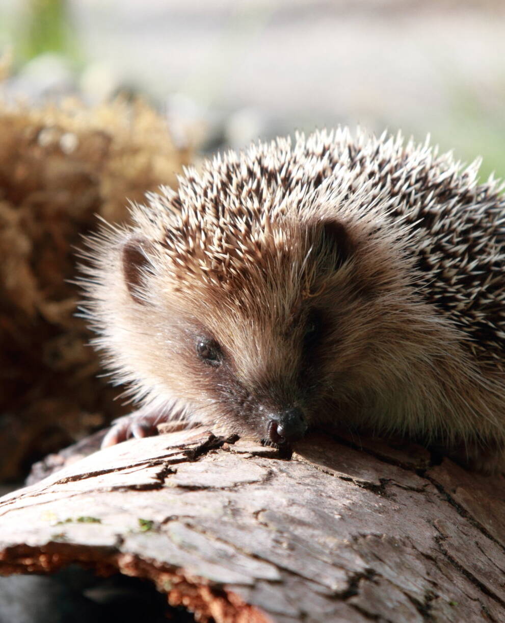 Stiftung Wildstation Landshut