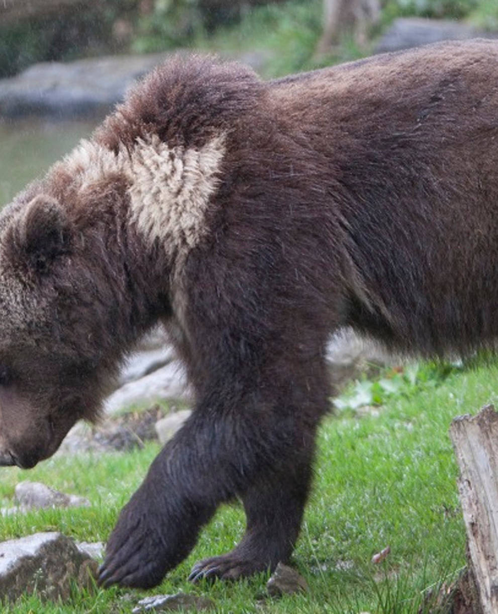 Braunbär